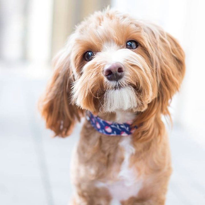 Pet care
